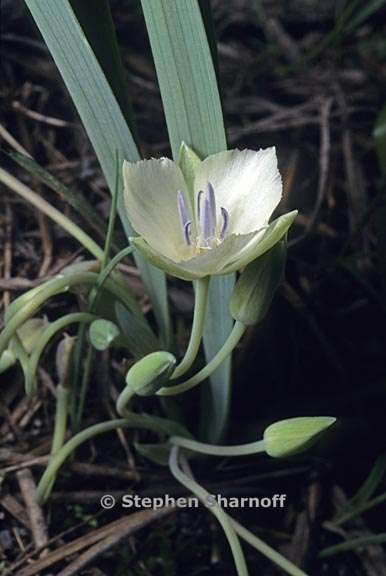 calochortus minimus 2 graphic